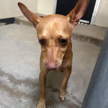 Buller* -  Miniature Pinscher Dog for Adoption in San Gabriel, California - Buller* | PetCurious