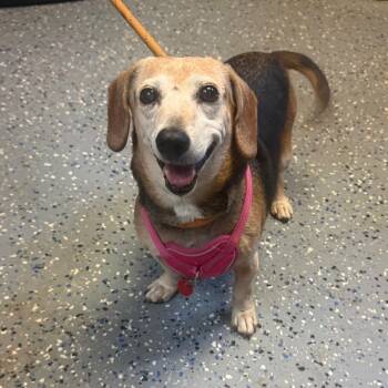 Dolly -  Dachshund and Beagle Dog for Adoption in Tuscaloosa, Alabama - Dolly | PetCurious