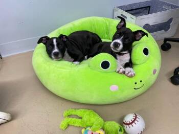 Rescue American Staffordshire Terrier and Labrador Retriever Dogs for Adoption in Oceanport, New Jersey - Aruna | PetCurious