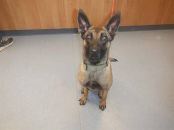 Belgian Shepherd Malinois Dogs Available for Adoption - A1403035 | PetCurious