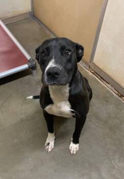Dakota -  Mixed Breed Dog for Adoption in Tucumcari, New Mexico - Dakota | PetCurious
