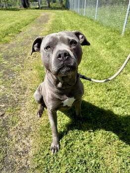 Mixed Breed Dogs Available for Adoption in Roseburg, Oregon - Honda | PetCurious