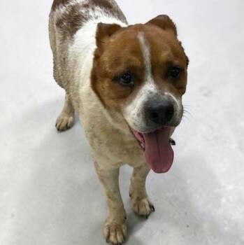 Mixed Breed Dogs Available for Adoption in Elyria, Ohio - Rollie | PetCurious
