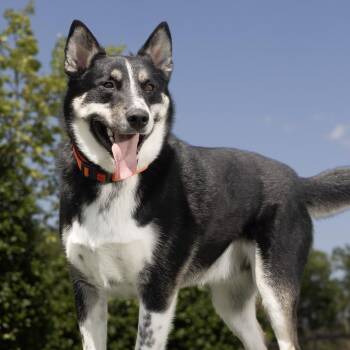 Mixed Breed Dogs Available for Adoption in Franklin, Tennessee - Flint | PetCurious