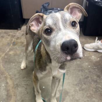Bieber -  Retriever and Mixed Breed Dog for Adoption in Cleveland, Mississippi - Bieber | PetCurious