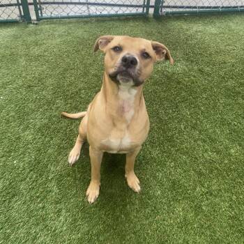 Draco 0715 -  American Bulldog and Labrador Retriever Dog Available for Adoption in Loxahatchee Groves, Florida - Draco 0715 | PetCurious