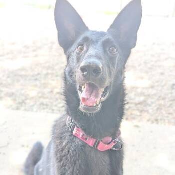 Swinub -  Mixed Breed and German Shepherd Dog Dog for Adoption in West Olive, Michigan - Swinub | PetCurious