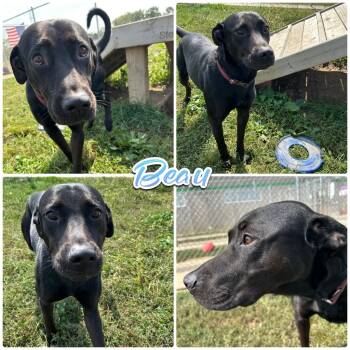 Rescue Labrador Retriever Dogs for Adoption in Pierceton, Indiana - Beau | PetCurious