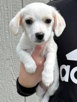 Poodle and Dachshund Dogs Available for Adoption in Vacaville, California - Emma | PetCurious