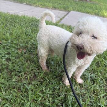 Polo -  Maltipoo Dog for Adoption in Louise, Texas - Polo | PetCurious