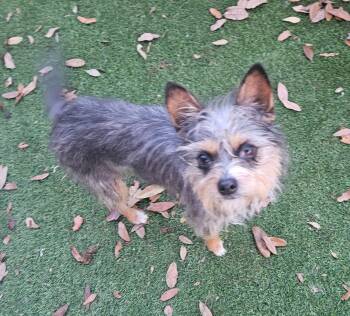 Yorkshire Terrier Dogs Available for Adoption - Lily | PetCurious