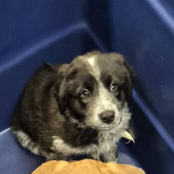 Heather -  Great Pyrenees Dog for Adoption in Ardmore, Oklahoma - Heather | PetCurious