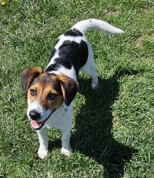 Beagle Dogs Available for Adoption in Wooster, Ohio - Rubble | PetCurious