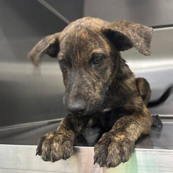 Tailz -  Mixed Breed Dog for Adoption in Corbin, Kentucky - Tailz | PetCurious