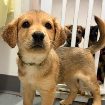 German Shepherd Dog and Mixed Breed Dogs Available for Adoption in Austin, Texas - Ruby Gillman | PetCurious