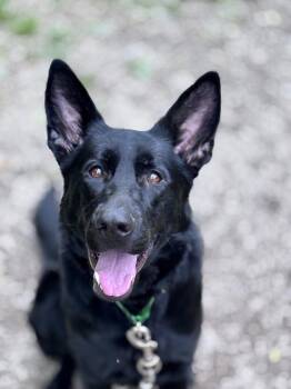 German Shepherd Dog Dogs Available for Adoption in Grafton, West Virginia - Tilly | PetCurious