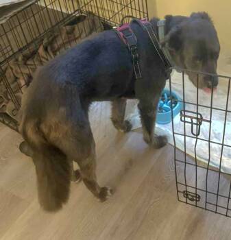 Rescue Flat Coated Retriever Dogs for Adoption in St. Augustine, Florida - Max | PetCurious