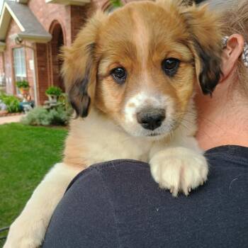 Patch -  Shih Tzu and Collie Dog for Adoption in Amarillo, Texas - Patch | PetCurious