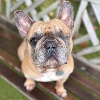 Winslow -  French Bulldog Dog for Adoption in Hampton Bays, New York - Winslow | PetCurious