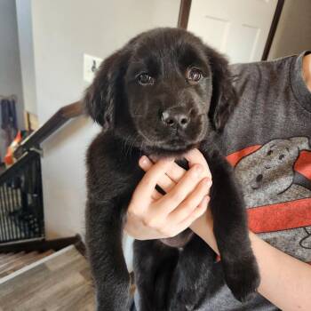 Rosie -  Labrador Retriever Dog Available for Adoption in Oak Grove, Minnesota - Rosie | PetCurious