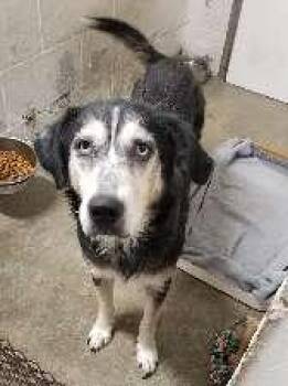 Josefina -  Husky and Labrador Retriever Dog for Adoption in Aurora, Illinois - Josefina | PetCurious