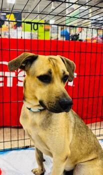 Rescue Labrador Retriever Dogs for Adoption in Naranjito, Naranjito - Scooby | PetCurious