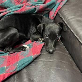 Mixed Breed Dogs Available for Adoption - Kimberly | PetCurious