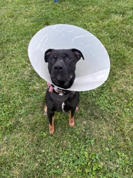 Nox (Knoxville) -  Rottweiler Dog for Adoption in New Cumberland, West Virginia - Nox (Knoxville) | PetCurious
