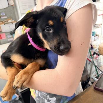 Jolie -  Shepherd and Labrador Retriever Dog for Adoption in New Orleans, Louisiana - Jolie | PetCurious