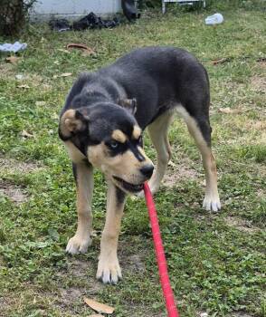 Labrador Retriever Dogs Available for Adoption in Lawrenceville, Georgia - Pen 198 Luna | PetCurious