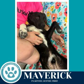 Feist Dogs Available for Adoption in Kimberton, Pennsylvania - Maverick (Top Gun Pups) 042526 | PetCurious