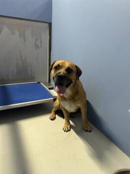 61653365 -  Mixed Breed Dog for Adoption in El Paso, Texas - 61653365 | PetCurious