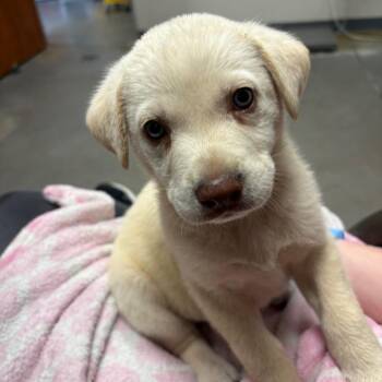 Yellow Labrador Retriever Dogs Available for Adoption - Summer | PetCurious