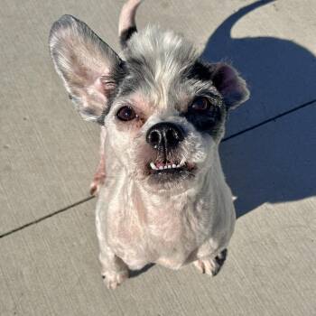 Mad Matt -  Mixed Breed and Shih Tzu Dog for Adoption in Matteson, Illinois - Mad Matt | PetCurious