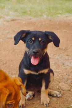 Australian Shepherd and German Shepherd Dog Dogs Available for Adoption in San Diego, California - Thin Mint | PetCurious