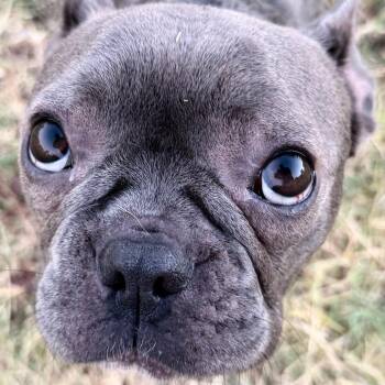 Chanel -  French Bulldog Dog for Adoption in Ennis, Texas - Chanel | PetCurious
