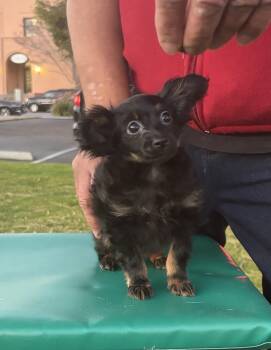 Russian Toy Dogs Available for Sale - Puppy2 | PetCurious