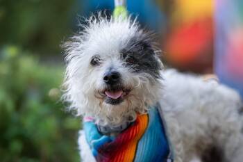 Poodle and Terrier Dogs Available for Adoption in Santa Rosa, California - Perdita | PetCurious