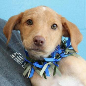 Godfrey -  Mixed Breed Dog for Adoption in Lansing, Michigan - Godfrey | PetCurious