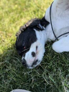 Fonzie -  Cocker Spaniel Dog for Adoption in Bryan, Ohio - Fonzie | PetCurious
