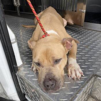 American Staffordshire Terrier and Mixed Breed Dogs Available for Adoption in Fort Myers, Florida - HOMER | PetCurious