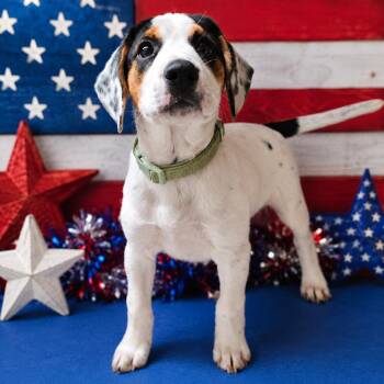 Firecracker -  Hound and Mixed Breed Dog for Adoption in Concord, North Carolina - Firecracker | PetCurious