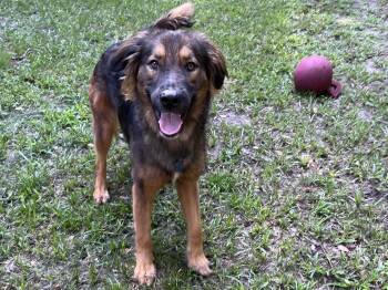 Brigid -  German Shepherd Dog and Golden Retriever Dog for Adoption in Green Cove Springs, Florida - Brigid | PetCurious