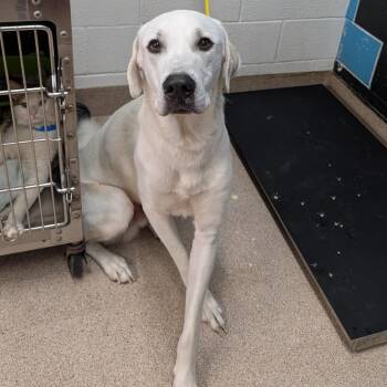 Great Pyrenees and Anatolian Shepherd Dogs Available for Adoption in Ardmore, Oklahoma - Drax | PetCurious