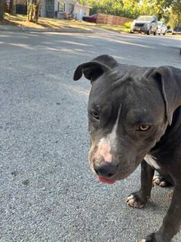 GATOR -  Pit Bull Terrier and Mixed Breed Dog for Adoption in Dallas, Texas - GATOR | PetCurious