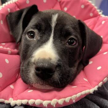Mixed Breed Dogs Available for Adoption in Mentor, Ohio - Shawn | PetCurious