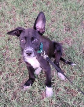 Rescue Black Labrador Retriever Dogs for Adoption in Holly Springs, Mississippi - Bear | PetCurious