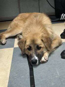 Oli -  Maremma Sheepdog Dog for Adoption in Bolton, Ontario - Oli | PetCurious
