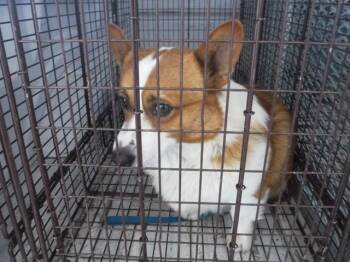 Cardigan Welsh Corgi and Mixed Breed Dogs Available for Adoption - CARAMEL | PetCurious