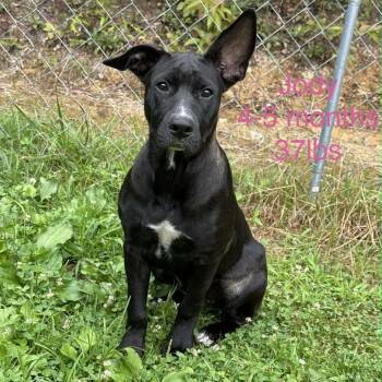 Jody -  Shepherd and Mixed Breed Dog for Adoption in Falls Church, Virginia - Jody | PetCurious